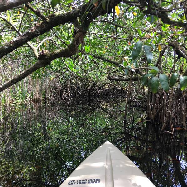 Mangrove Tunnel Tour - Everglades National Park - Florida - Doets Reizen