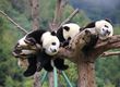 Panda's - Chengdu - China - Doets Reizen